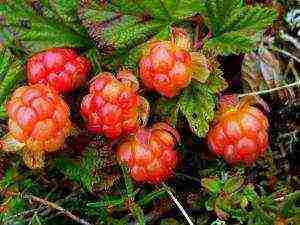 a farm in karelia grows blueberries