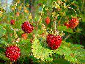 a farm in karelia grows blueberries