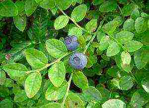 a farm in karelia grows blueberries