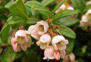 a farm in karelia grows blueberries