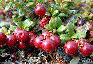 a farm in karelia grows blueberries