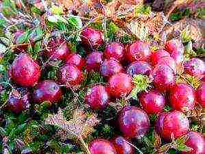 a farm in karelia grows blueberries