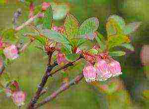 a farm in karelia grows blueberries