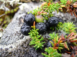 a farm in karelia grows blueberries