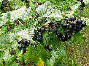 a farm in karelia grows blueberries