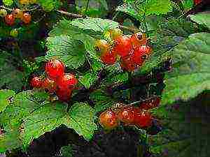 a farm in karelia grows blueberries