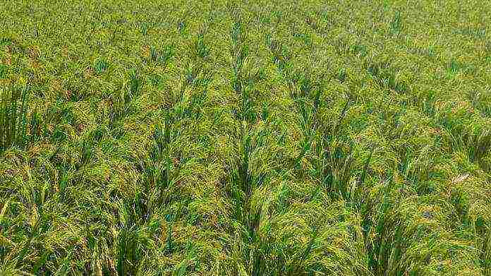 in which areas of the Krasnodar Territory rice is grown