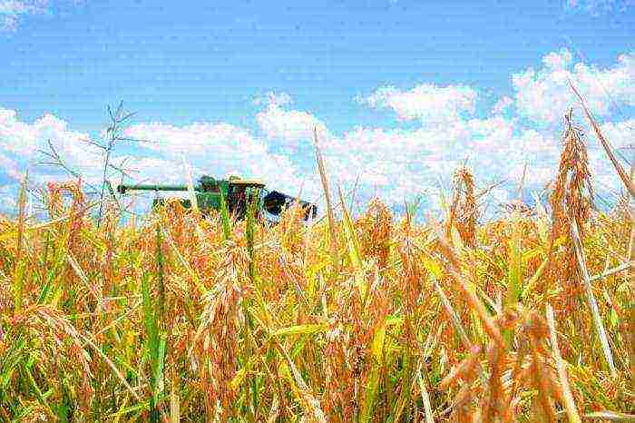 in which areas of the Krasnodar Territory rice is grown