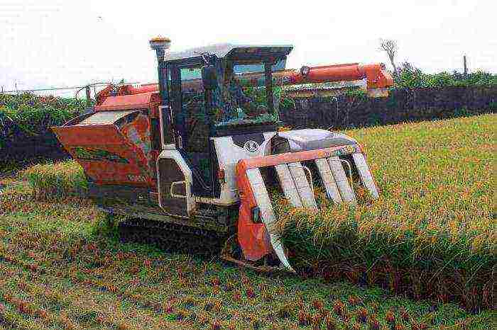 in which areas of the Krasnodar Territory rice is grown