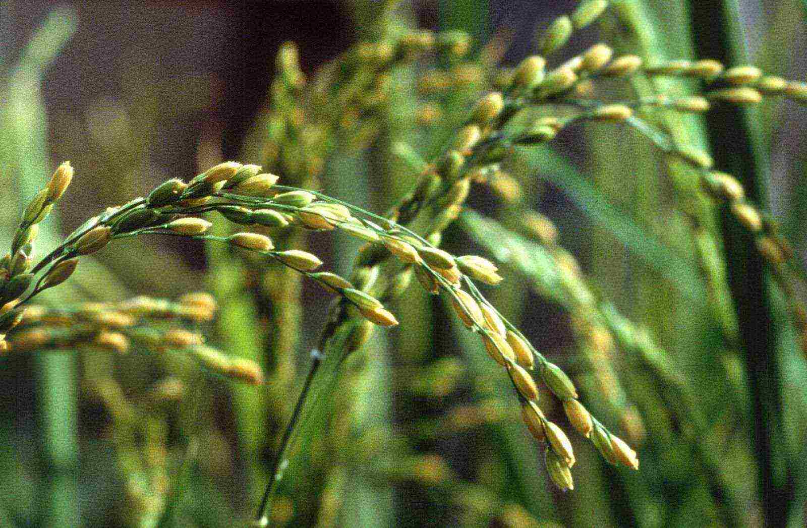 in which areas of the Krasnodar Territory rice is grown