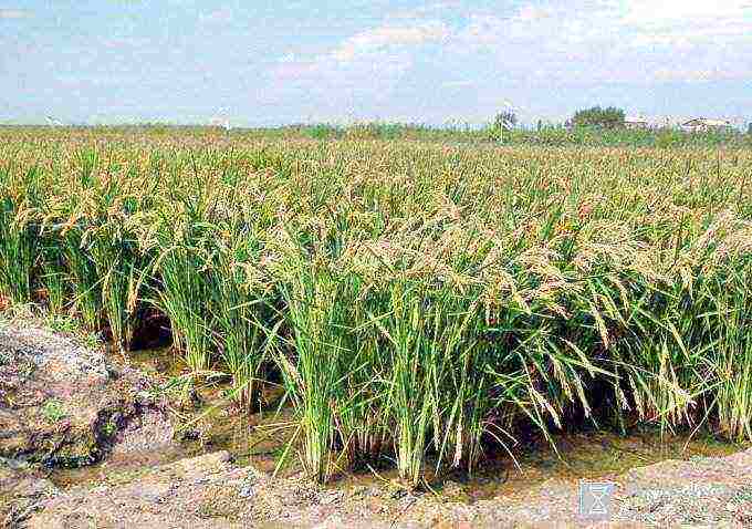 in which areas of the Krasnodar Territory rice is grown