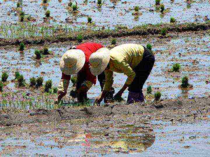 in which areas of the Krasnodar Territory rice is grown