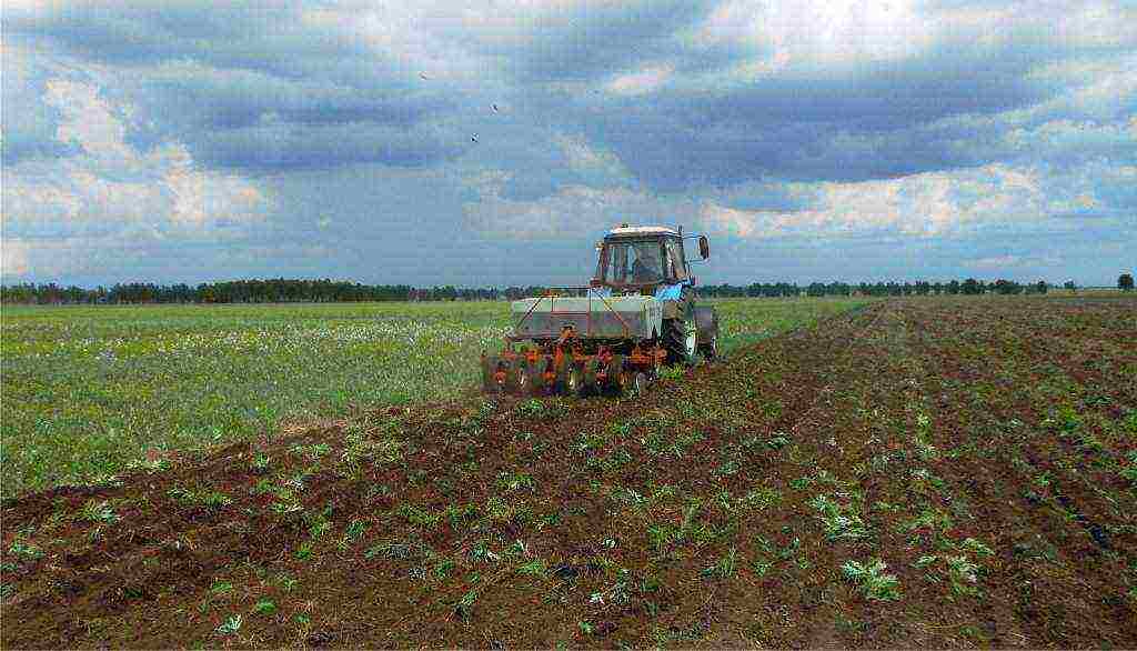 in which regions of russia buckwheat is grown in russia