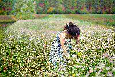 in which regions of russia buckwheat is grown in russia