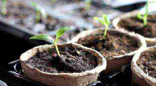 in which cups is it better to grow pepper seedlings
