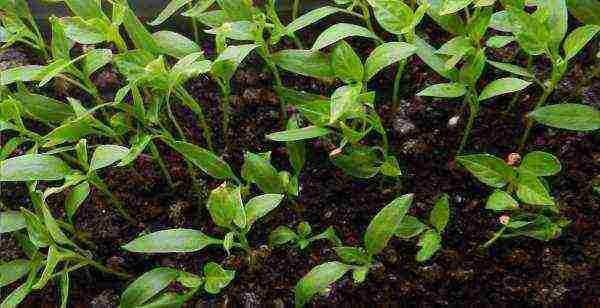 in which cups is it better to grow pepper seedlings