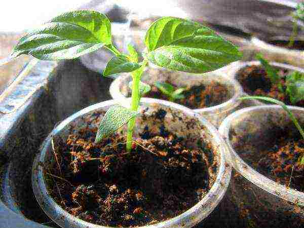 in which cups is it better to grow pepper seedlings