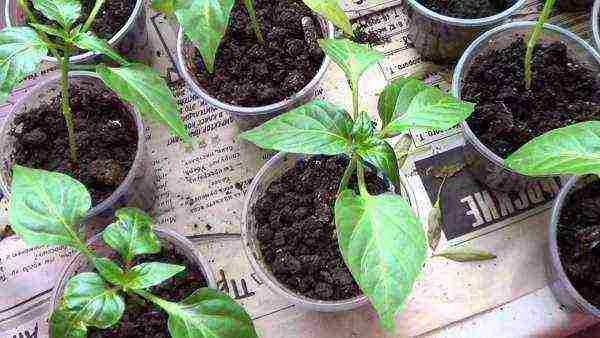 in which cups is it better to grow pepper seedlings