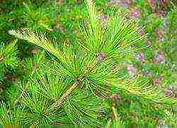 Fir and larch trees are grown in the nursery on the plot