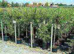 the nursery grows firs and larch trees on the plot