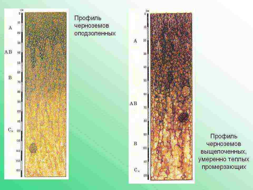 in russia on chernozem soils are mainly grown