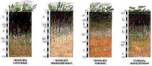 in russia on chernozem soils are mainly grown