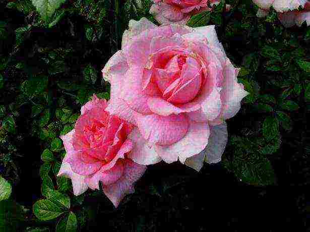 curly roses the best varieties