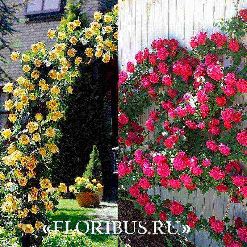 curly roses the best varieties