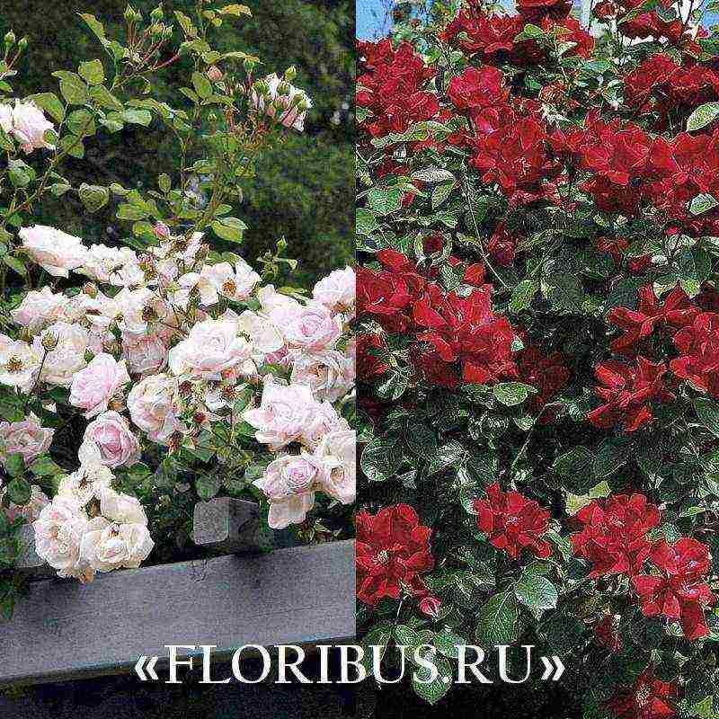 curly roses the best varieties