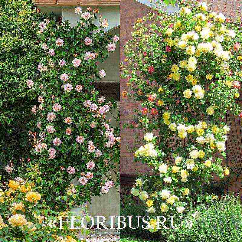 curly roses the best varieties