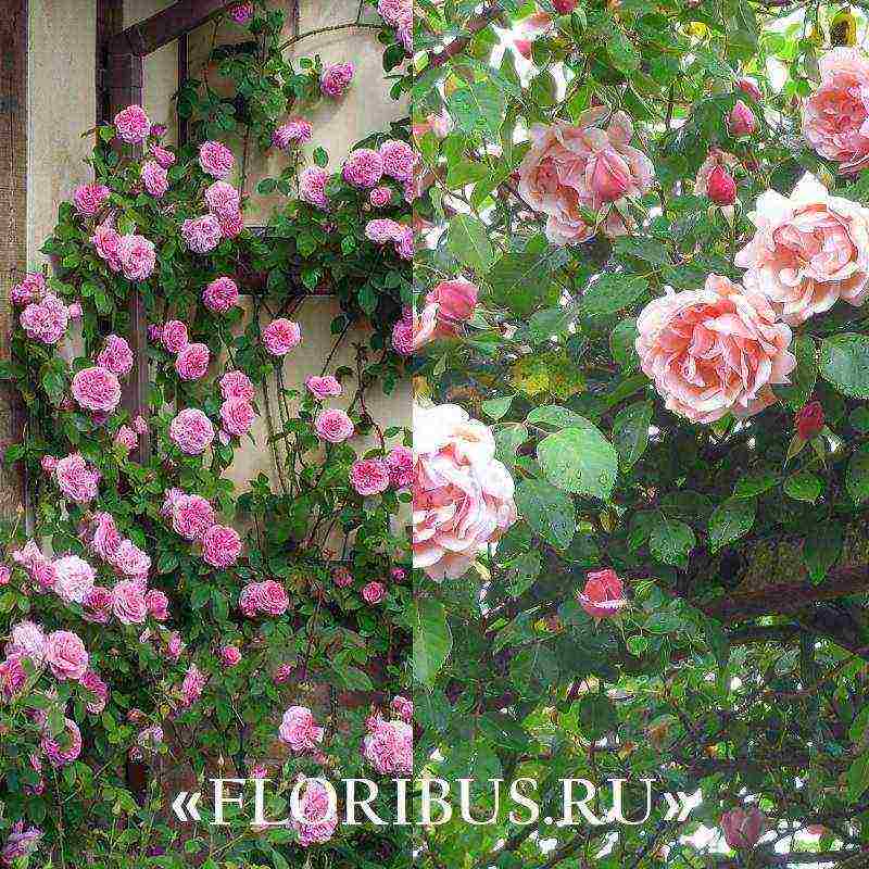 curly roses the best varieties