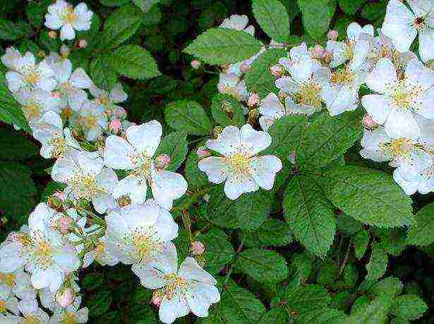 curly roses the best varieties