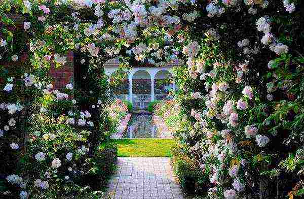 climbing roses outdoor planting and care for beginners