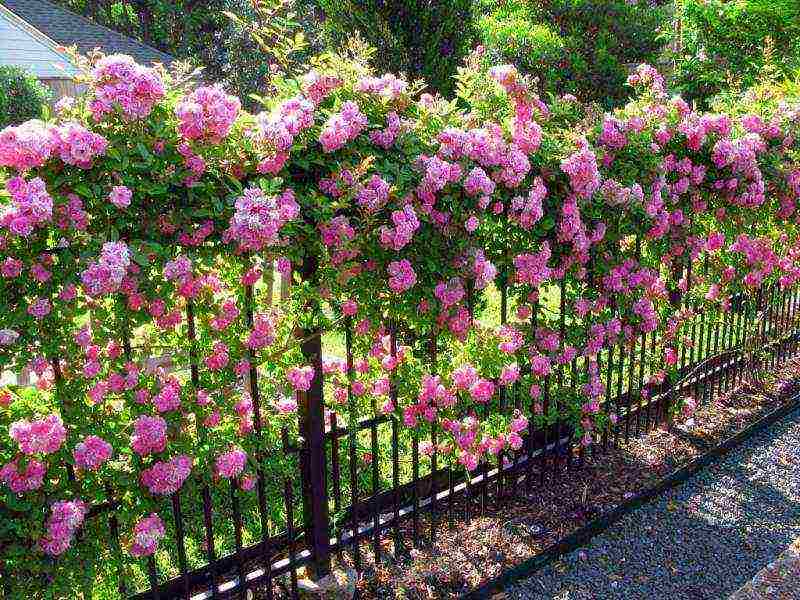 climbing roses outdoor planting and care for beginners