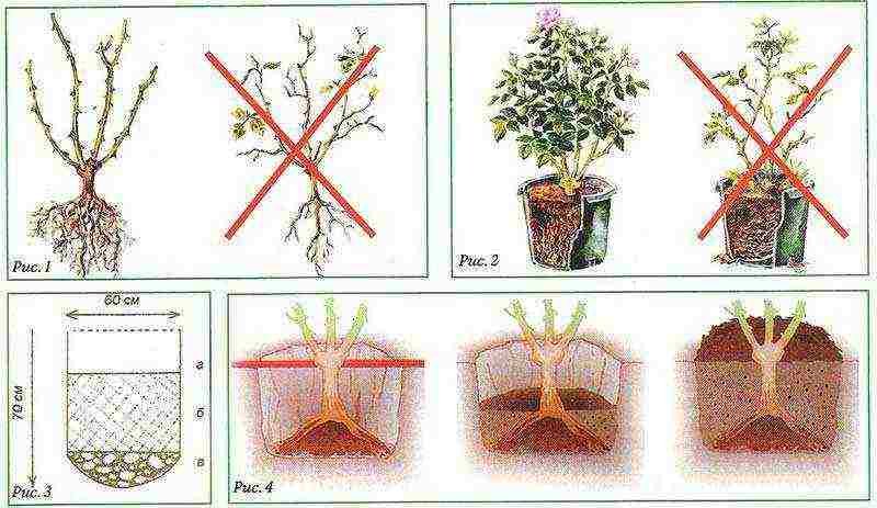 climbing roses outdoor planting and care for beginners