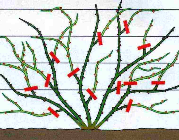 climbing roses outdoor planting and care for beginners