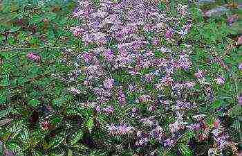 Basil planting and care in the open field in the Urals