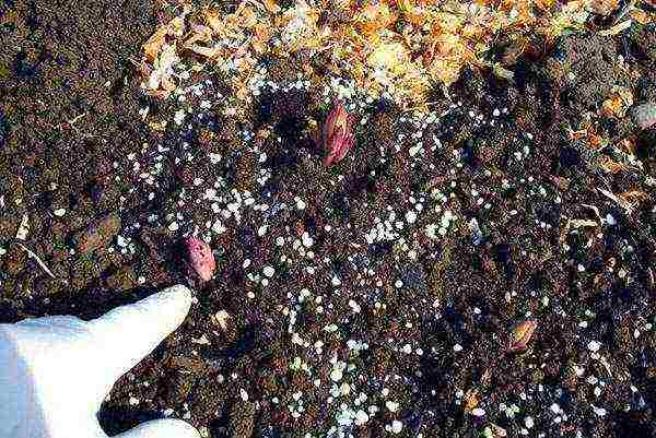 Basil planting and care in the open field in the Urals