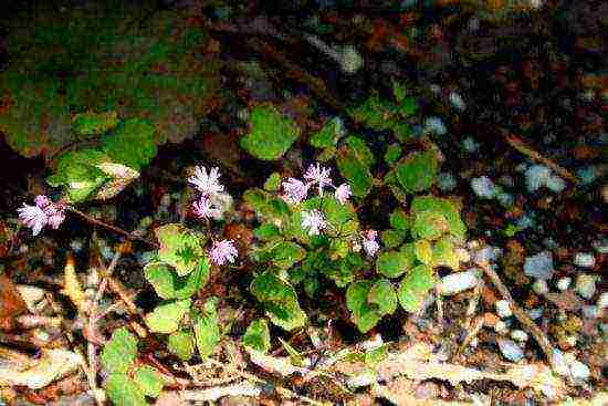 Basil planting and care in the open field in the Urals