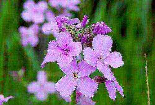 nocturnal beauty night planting and care in the open field