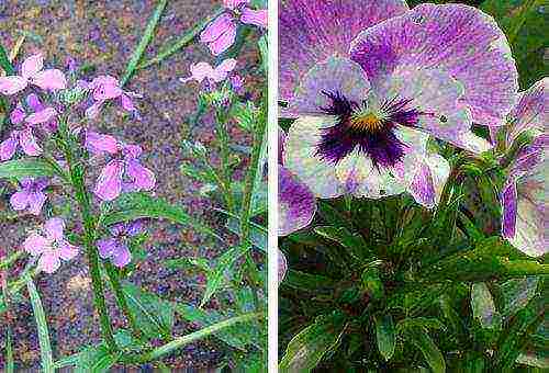 nocturnal beauty night planting and care in the open field