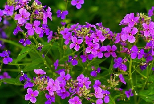 nocturnal beauty night planting and care in the open field