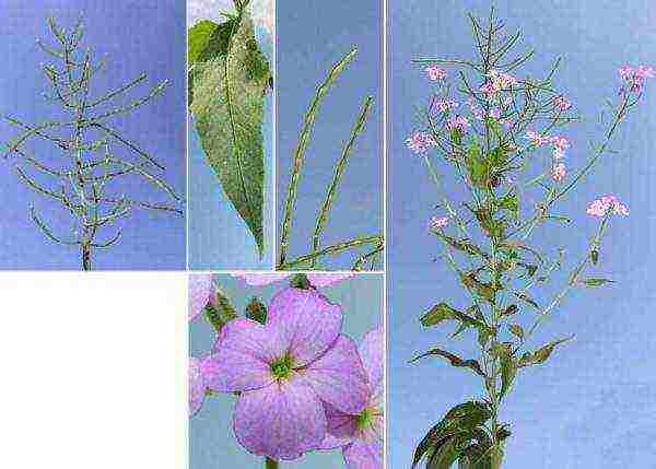 nocturnal beauty night planting and care in the open field