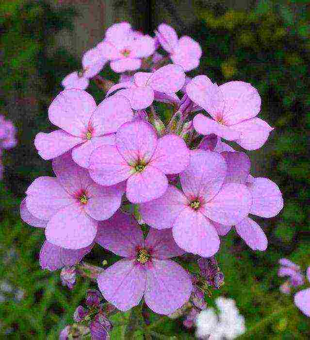 nocturnal beauty night planting and care in the open field