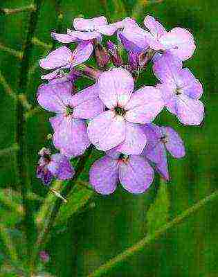 nocturnal beauty night planting and care in the open field