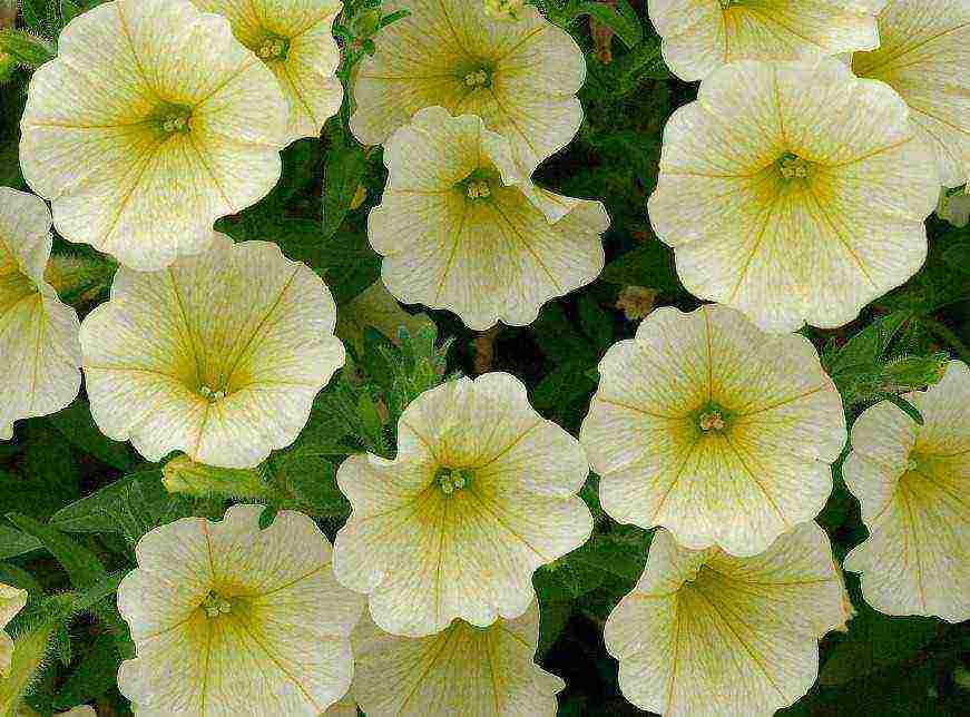 vegetative petunia best varieties