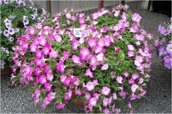 vegetative petunia best varieties