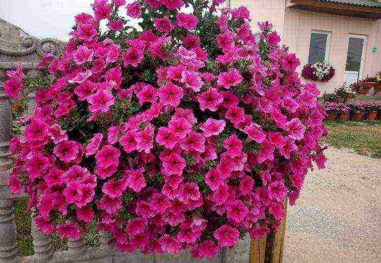 vegetative petunia best varieties