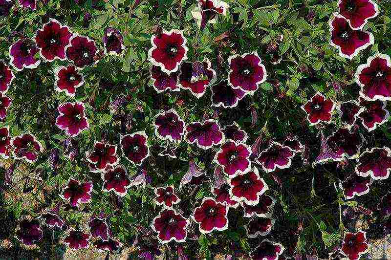 vegetative petunia best varieties