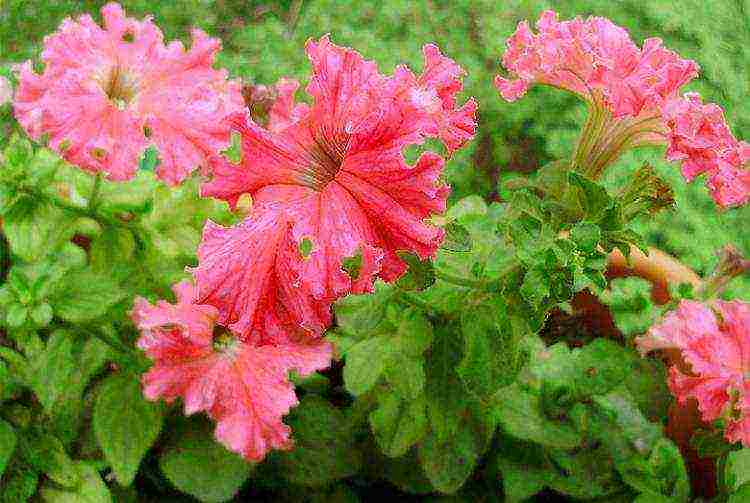 vegetative petunia pinakamahusay na mga pagkakaiba-iba